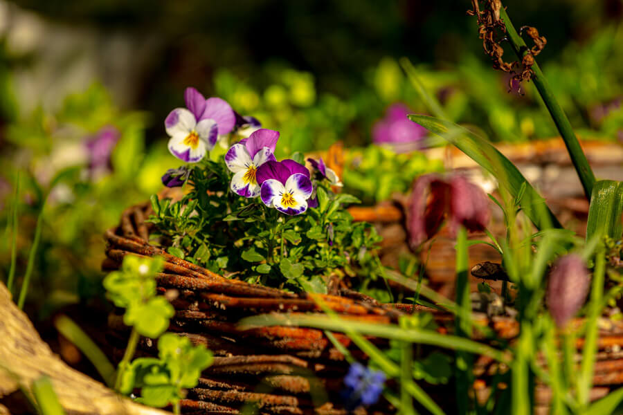 Read more about the article Die Garten-AG bepflanzt und pflegt die Grünanlagen