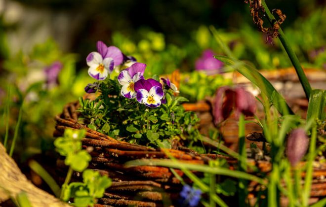 2021_04_Garten_AG__J2A0855