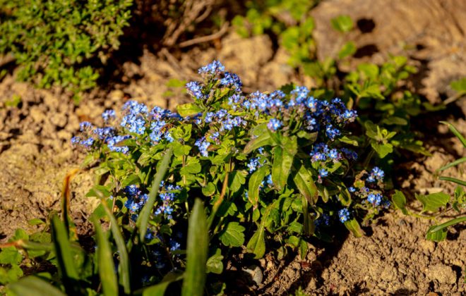 2021_04_Garten_AG__J2A0882