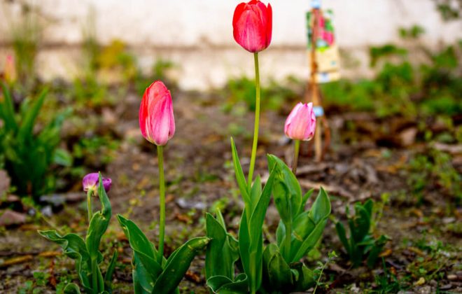 2021_04_Garten_AG__J2A0912