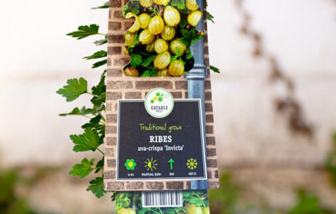 2021_04_Garten_AG__J2A0930