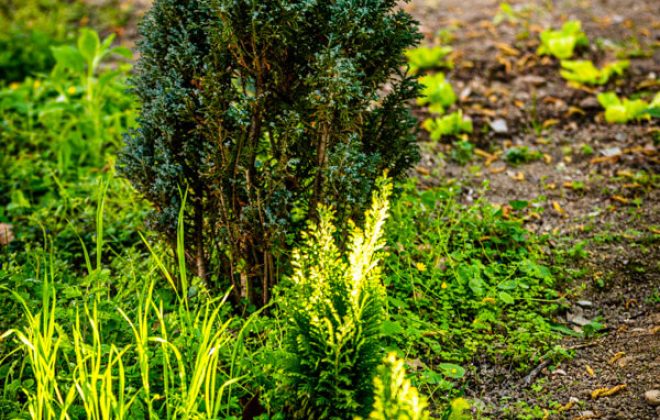 2021_04_Garten_AG__J2A0934