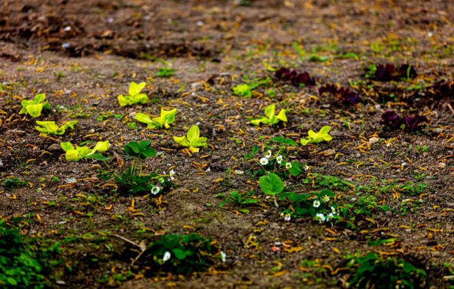 2021_04_Garten_AG__J2A0939