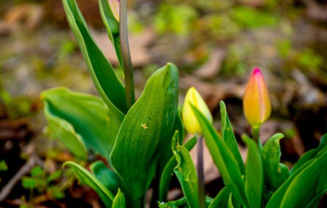 2021_04_Garten_AG__J2A1011