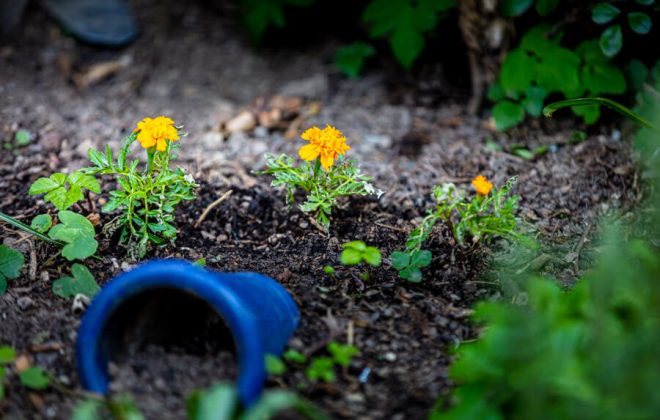 2021_04_Garten_AG__J2A1039