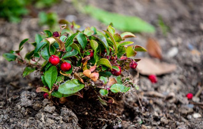 2021_04_Garten_AG__J2A1040