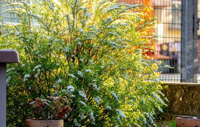 2021_04_Garten_AG__J2A1050