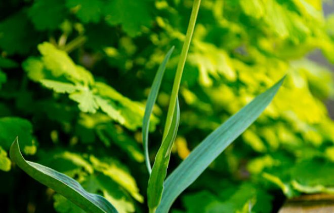 2021_04_Garten_AG__J2A1060