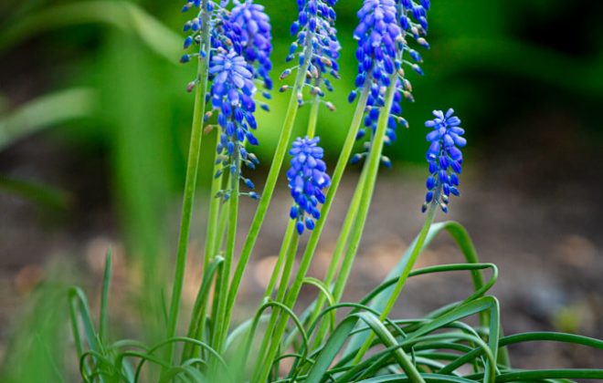 2021_04_Garten_AG__J2A1069