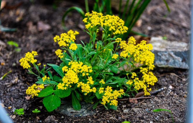 2021_04_Garten_AG__J2A1081