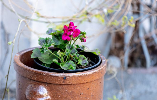 2021_04_Garten_AG__J2A1083