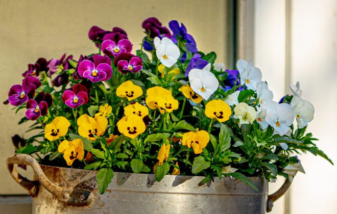 2021_04_Garten_AG__J2A1089